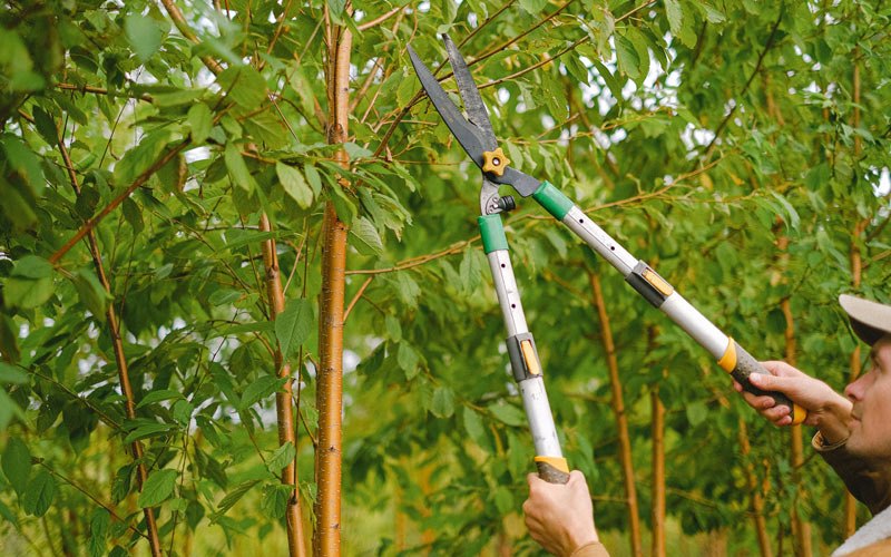 Tree trimming in Hershey, NE