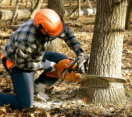 Tree Removal in Hershey, NE